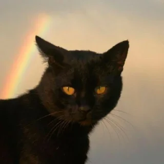 😺