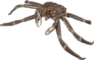 🦀