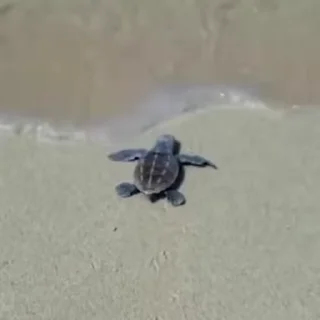 🐢