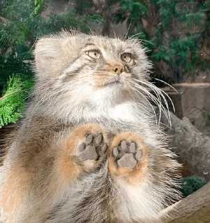 🐾
