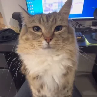 🌟