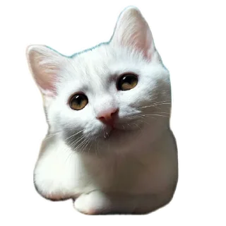 🐱
