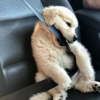 🐶