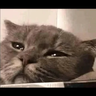 😼