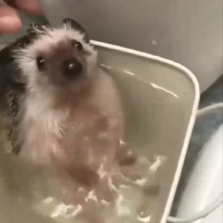 🦔