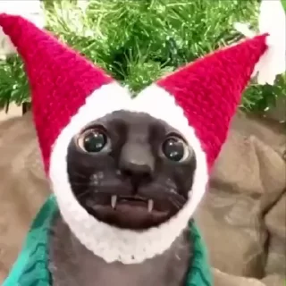 🤩
