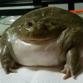 🐸