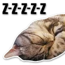 😴
