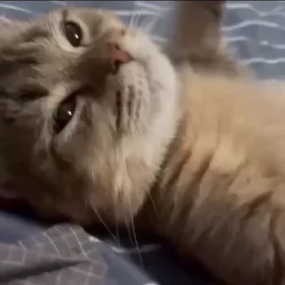 🥺