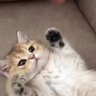 🐱