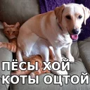 🐶