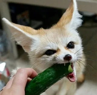 🥒
