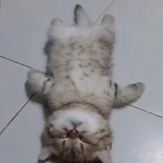 😪