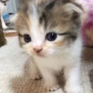 🏩
