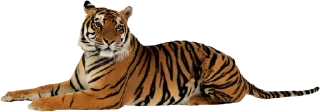 🐅