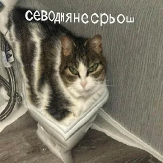 🧻
