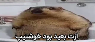 🦫