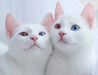 🐱