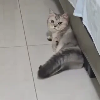 Котизм @stickroom