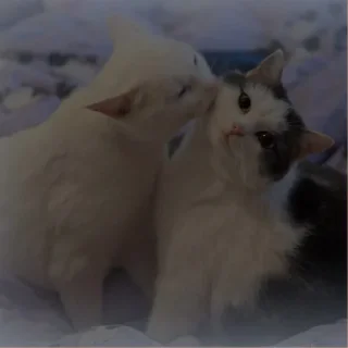 💗
