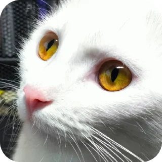 🐱