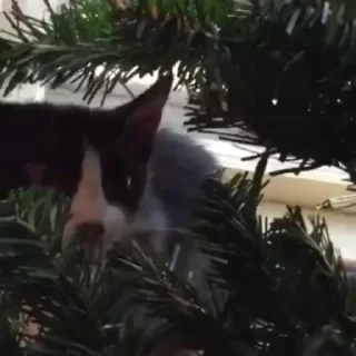 🌟