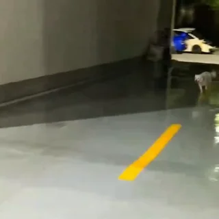 🐩