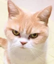 😾