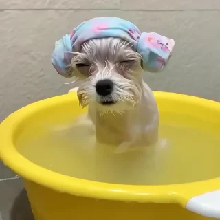 🐶