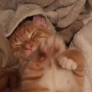 🥱