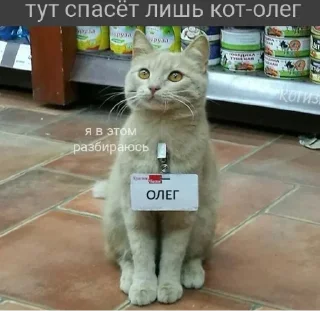 😺
