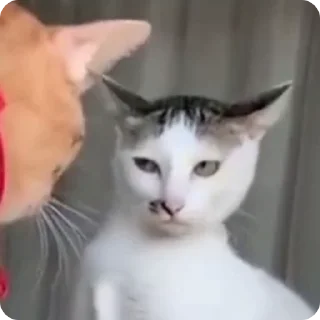 🤨