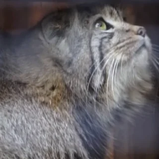 🥺
