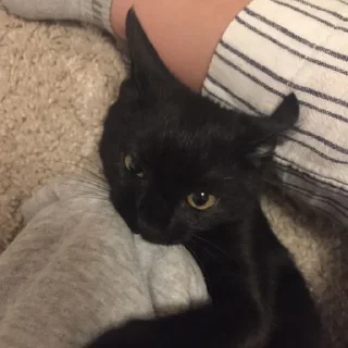 😺