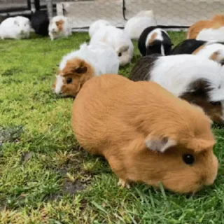 🐹