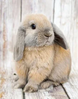 🐰