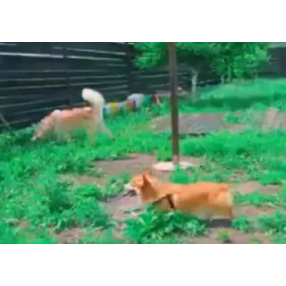 👍