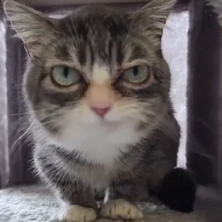 👿