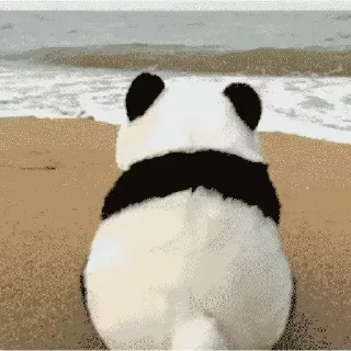 🐶