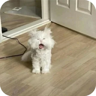 🐶