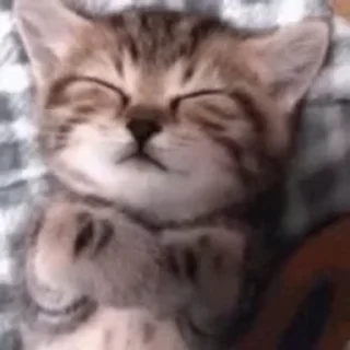 💤