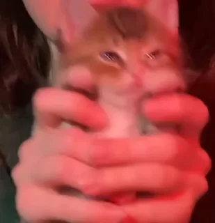 🐱