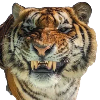 Tiger Male @stickersb2b