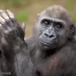 🐾