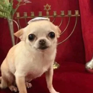 ✨
