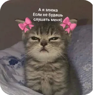 🐱
