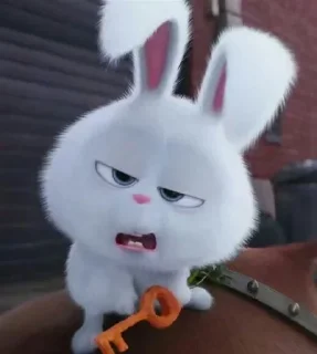🐰