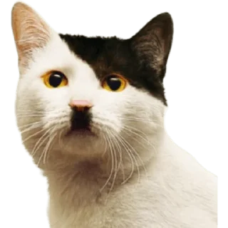 😺