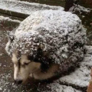🐶