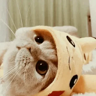 🐾